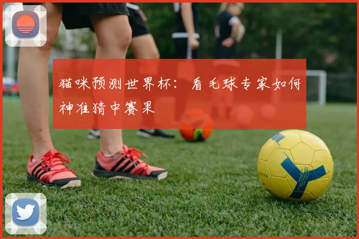 猫咪预测世界杯：看毛球专家如何神准猜中赛果